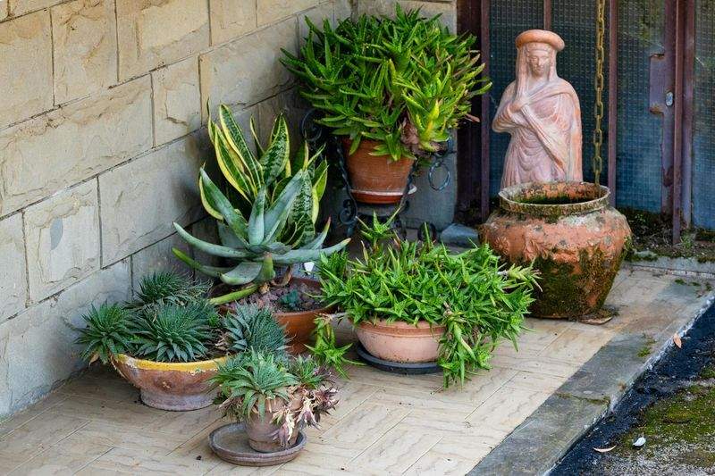 Grünes Paradies Pflanzenstudio - Image 12